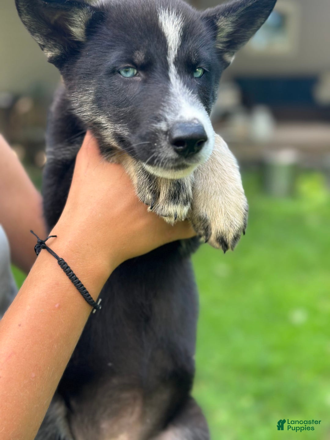 Gerberian Shepsky dogs for sale: Princess - Image 25