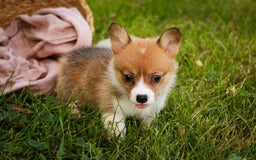 Welsh Corgi Pembroke dogs for sale: Macaroon - Image 8