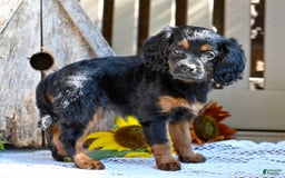 Cavapoo dogs for sale: Cavapoo 6 puppies - Image 4