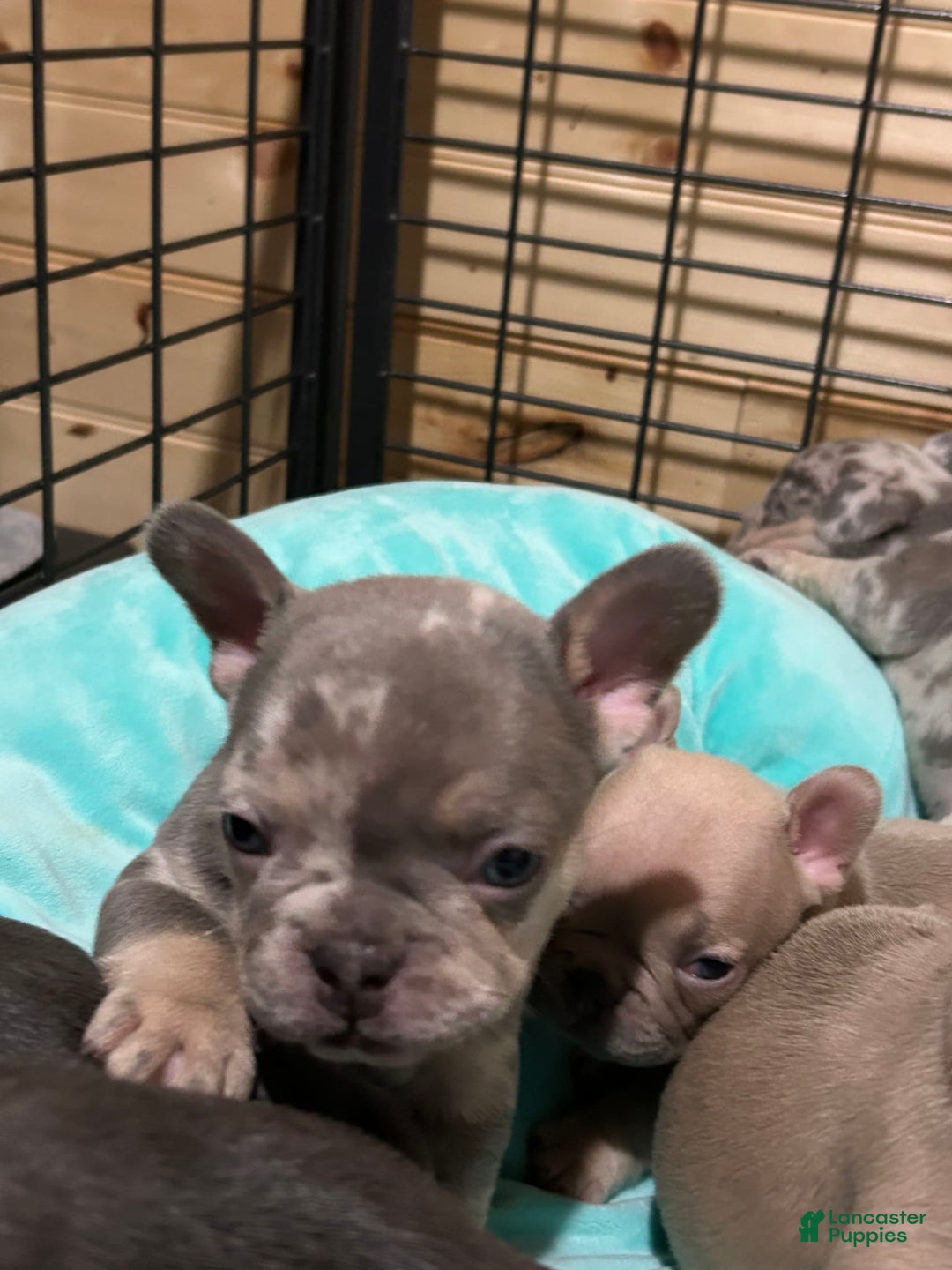 French Bulldog dogs for sale: Harvey - Image 6