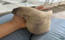 French Bulldog dogs for sale: Creamy - Image 2