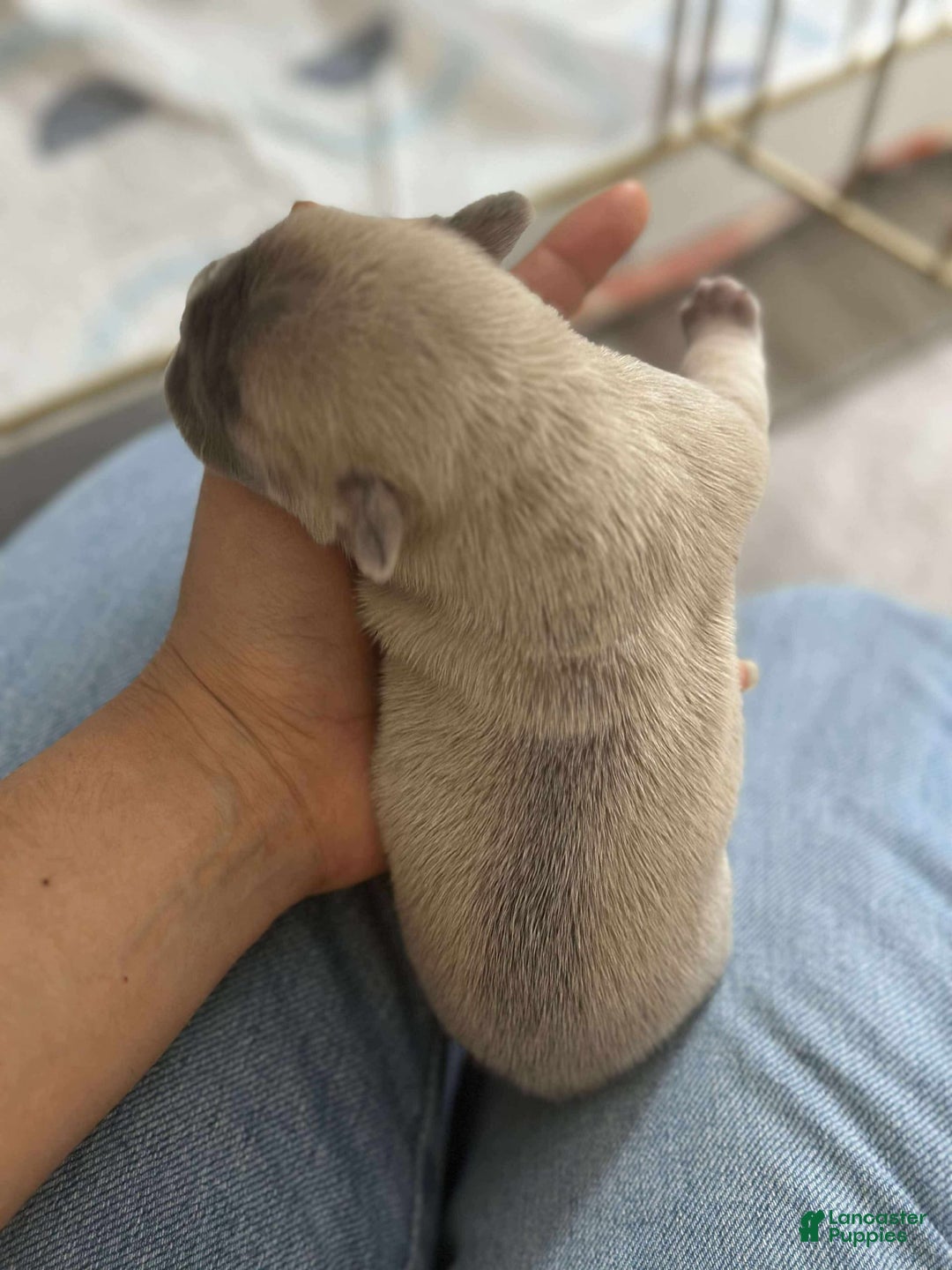 French Bulldog dogs for sale: Creamy - Image 2