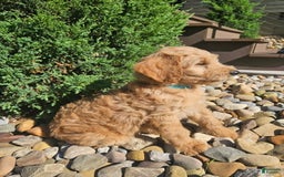 Goldendoodle dogs for sale: B-dog - Image 4