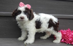 Cockapoo dogs for sale: Bella - Image 4