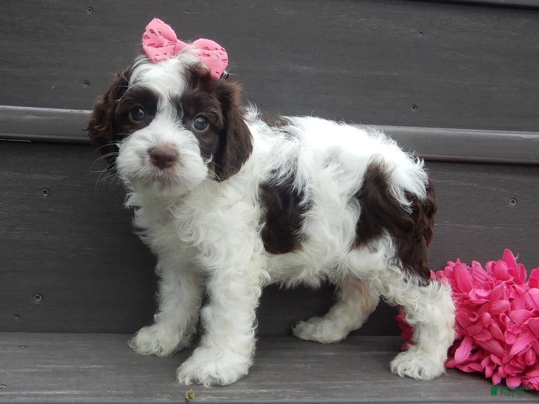 Cockapoo dogs for sale: Bella - Image 4
