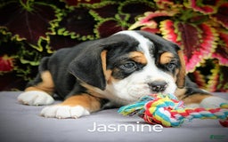 Beabull dogs for sale: Jasmine - Image 4