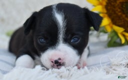 Chihuahua dogs for sale: Nord - Image 2