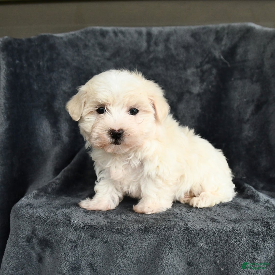 Maltese dogs for sale: Lucky - Image 5