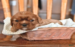 Cavalier King Charles Spaniel dogs for sale: Flossie - Image 3