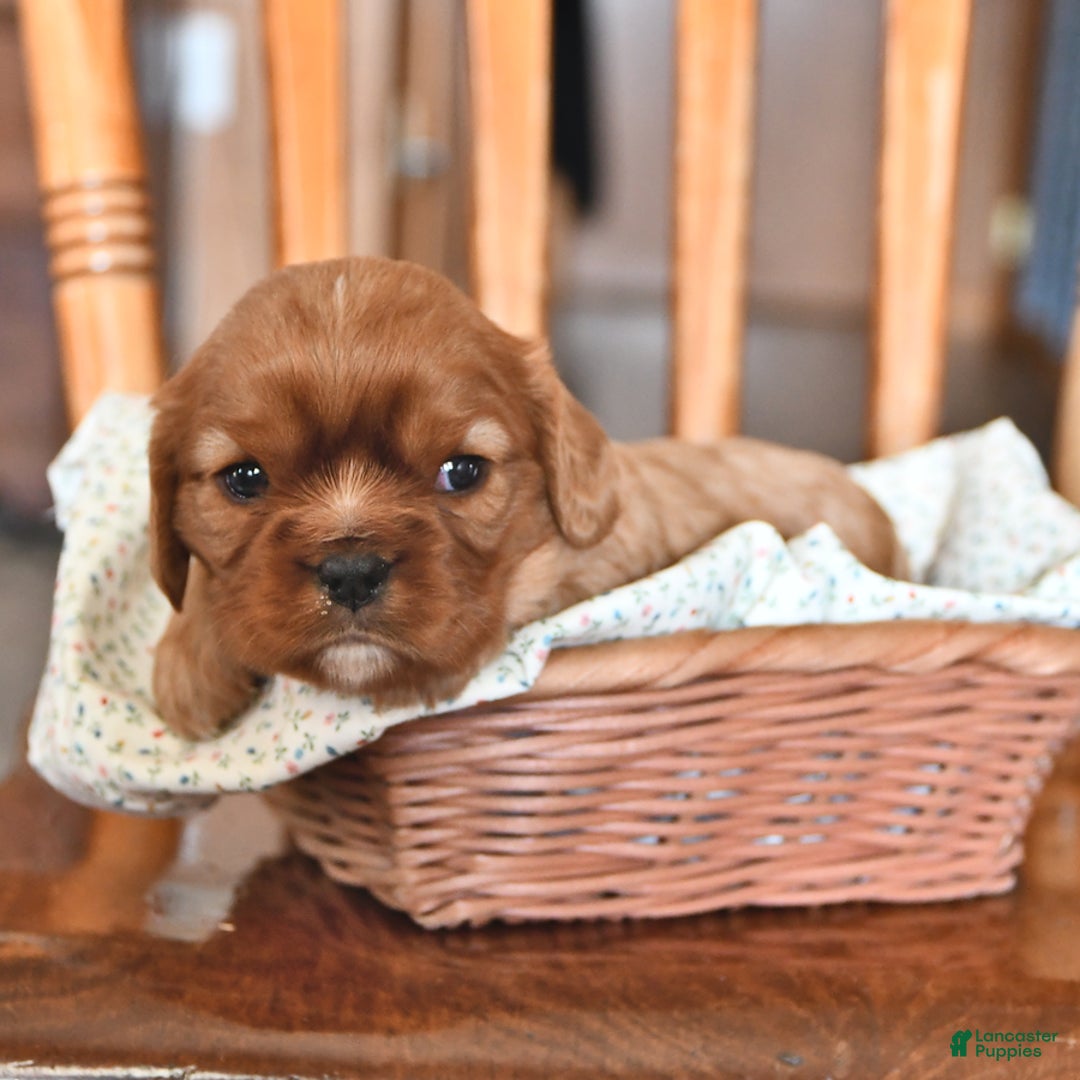 Cavalier King Charles Spaniel dogs for sale: Flossie - Image 3
