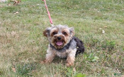 Yorkshire Terrier dogs for sale: Lucy - Image 3
