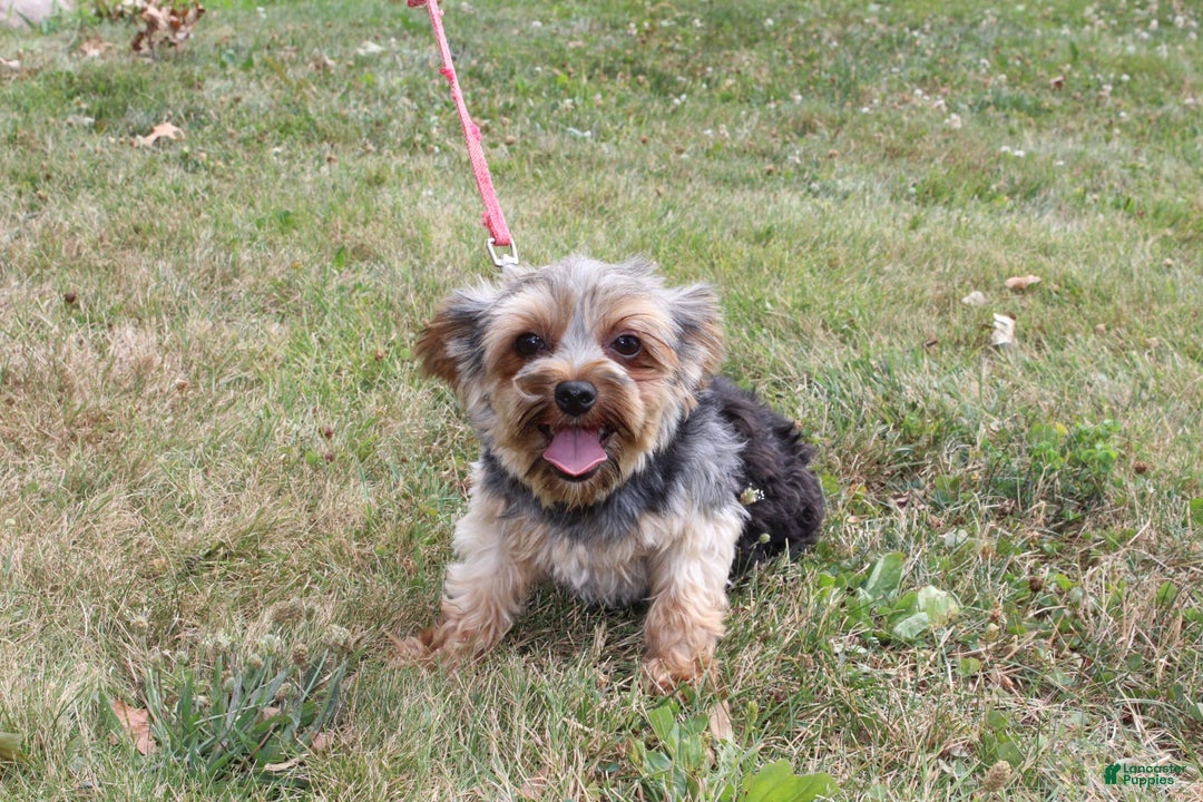 Yorkshire Terrier dogs for sale: Lucy - Image 3