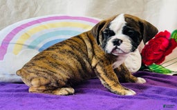 English Bulldog dogs for sale: Leo - Image 4