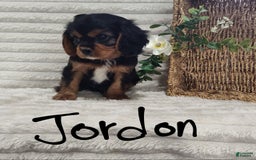 Cavalier King Charles Spaniel dogs for sale: Jordan - Image 3