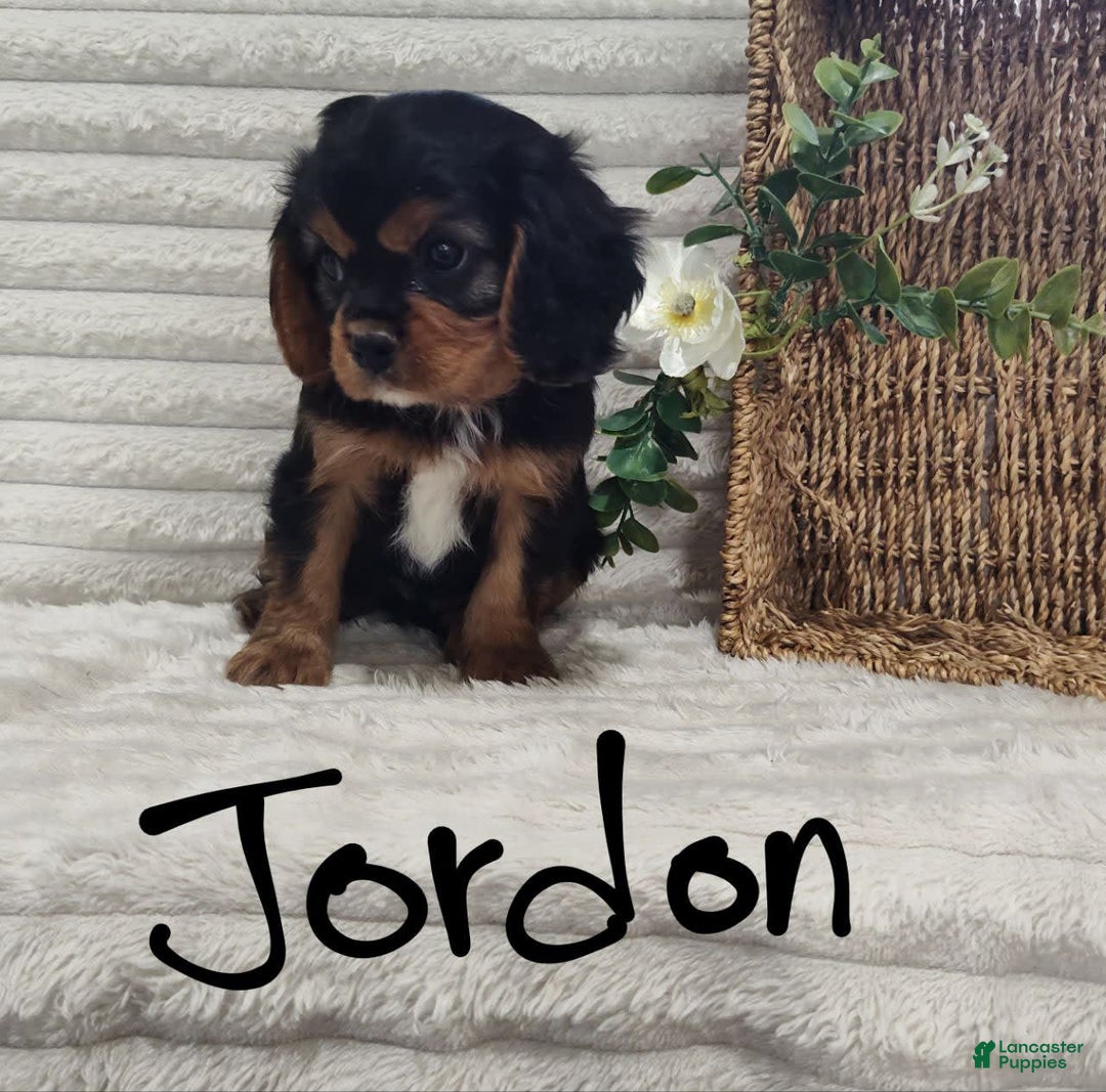 Cavalier King Charles Spaniel dogs for sale: Jordan - Image 3