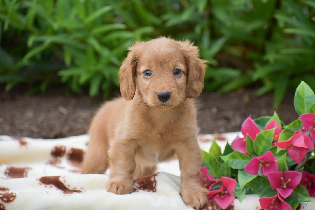 Miniature Dachshund dogs for sale: Teddy - Image 8