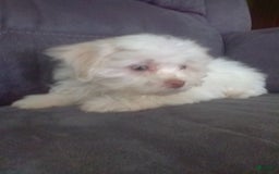 Maltese dogs for sale: Daisy - Image 6