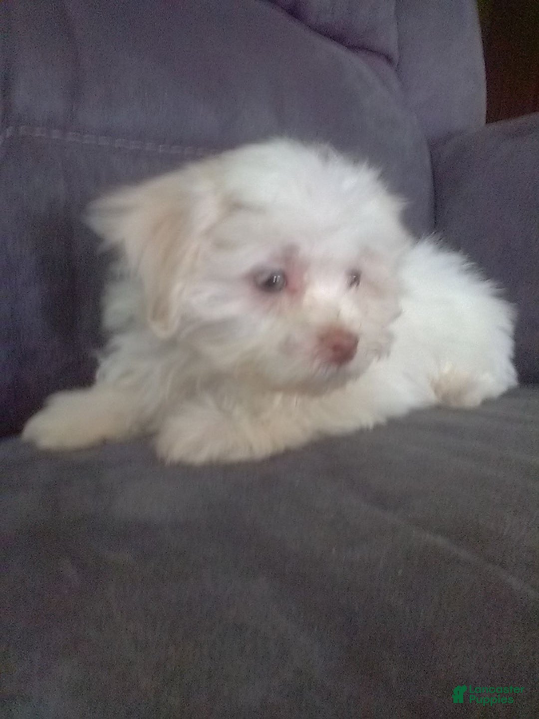 Maltese dogs for sale: Daisy - Image 6