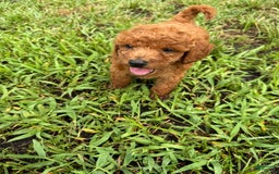 Mini Goldendoodle dogs for sale: Shar - Image 1