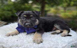 German Shepherd dogs for sale: Randy - Image 4