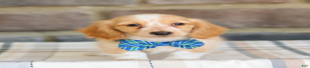 Victor