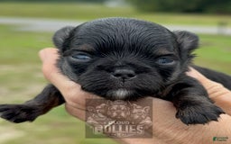 Chihuahua dogs for sale: Black Tri Male - Image 3