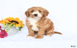 Cockapoo dogs for sale: Roxy - Image 1