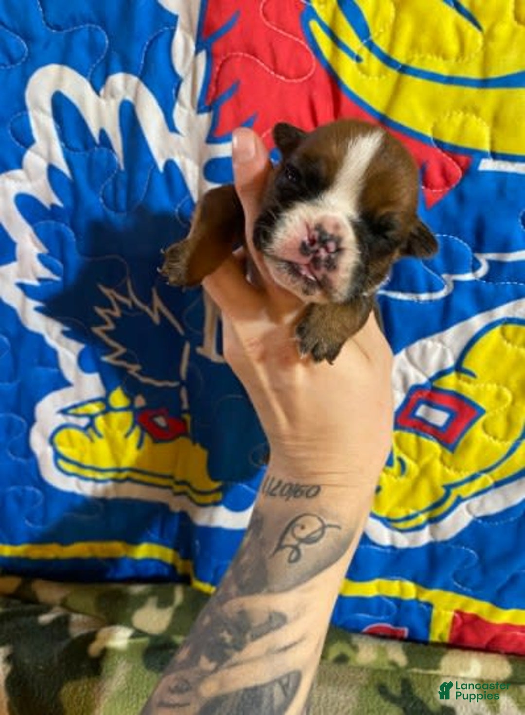 American Bulldog dogs for sale: Tiny Tim - Image 5