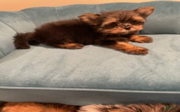 Biewer Terrier dogs for sale: Max - Image 1