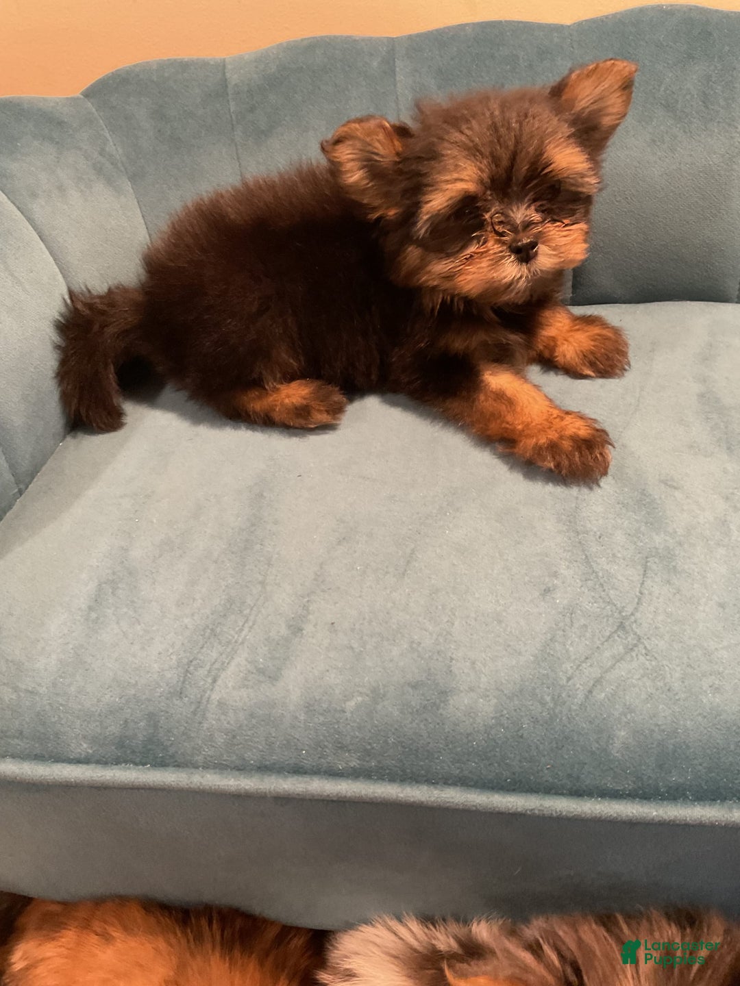 Biewer Terrier dogs for sale: Max - Image 1