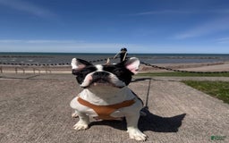 French Bulldog dogs for sale: Baxter - Image 7