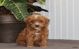 Toy Poodle dogs for sale: Eve - Image 1