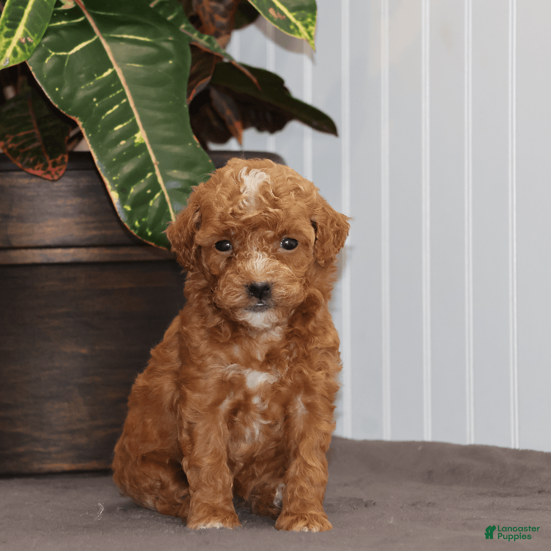 Toy Poodle dogs for sale: Eve - Image 1