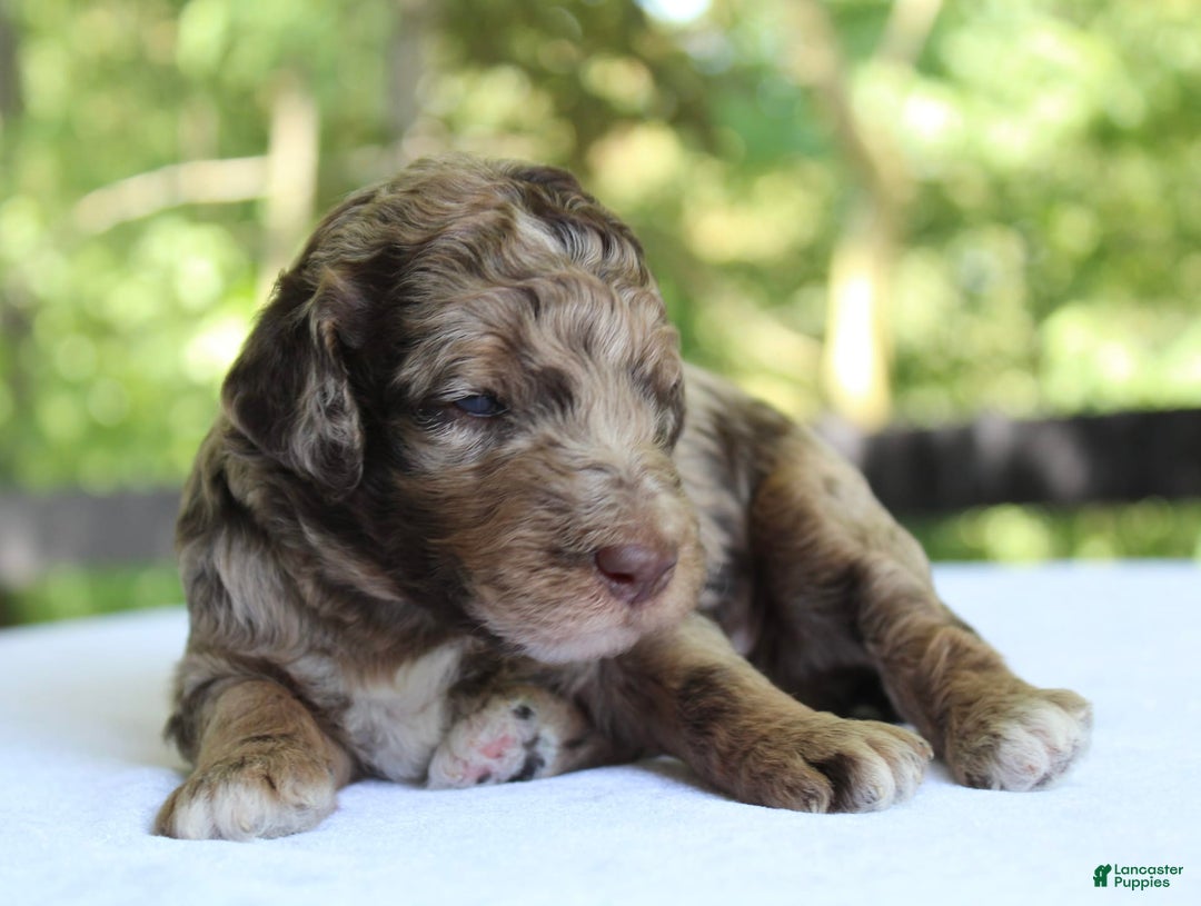 Standard Poodle dogs for sale: Denver Moyen - Image 12