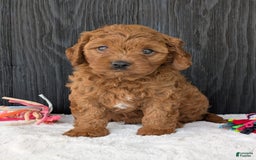 Cavapoo dogs for sale: Loki - Image 9