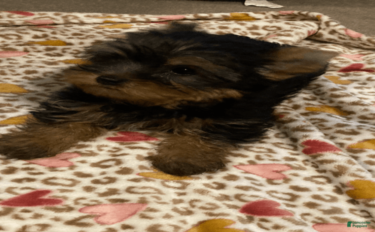 Yorkshire Terrier dogs for sale - Ad 2