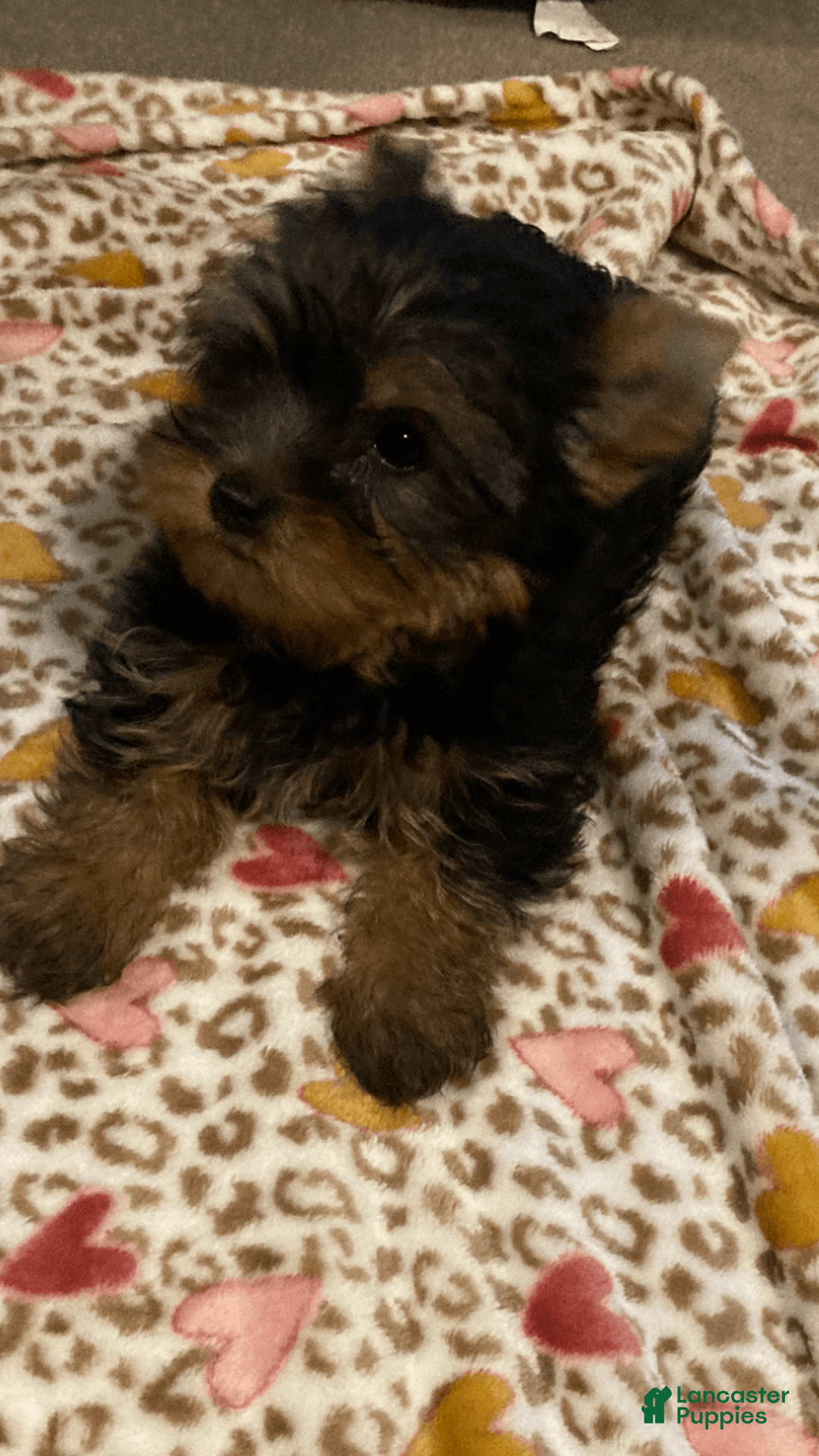 Yorkshire Terrier dogs for sale: Maximillian - Image 1