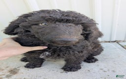 Standard Poodle dogs for sale: Peanut - Image 6