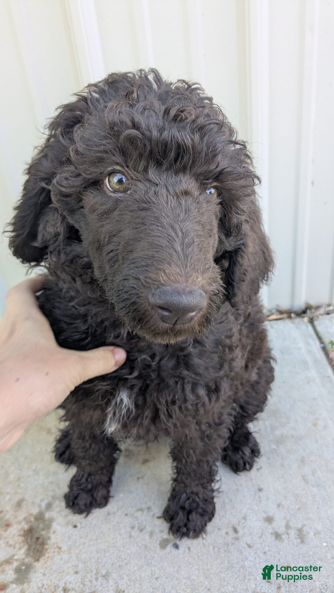 Standard Poodle dogs for sale: Peanut - Image 6
