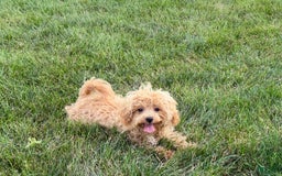 Maltipoo dogs for sale: Sherry - Image 9