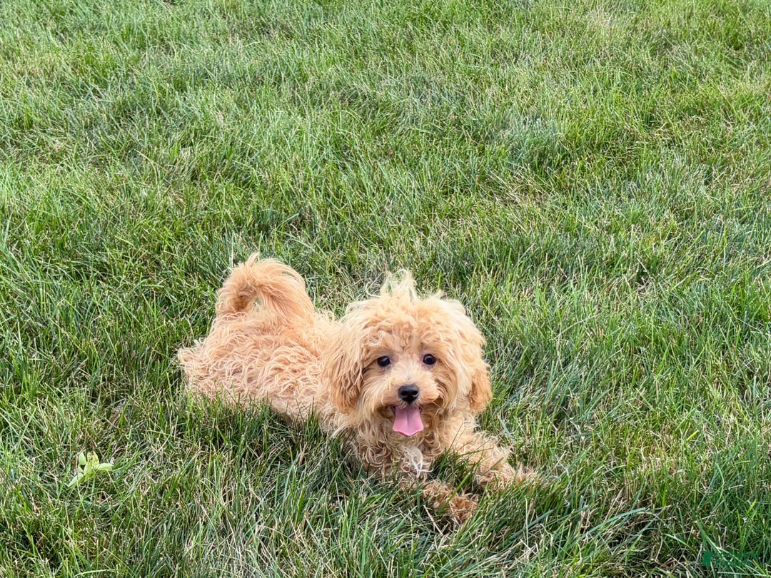 Maltipoo dogs for sale: Sherry - Image 9