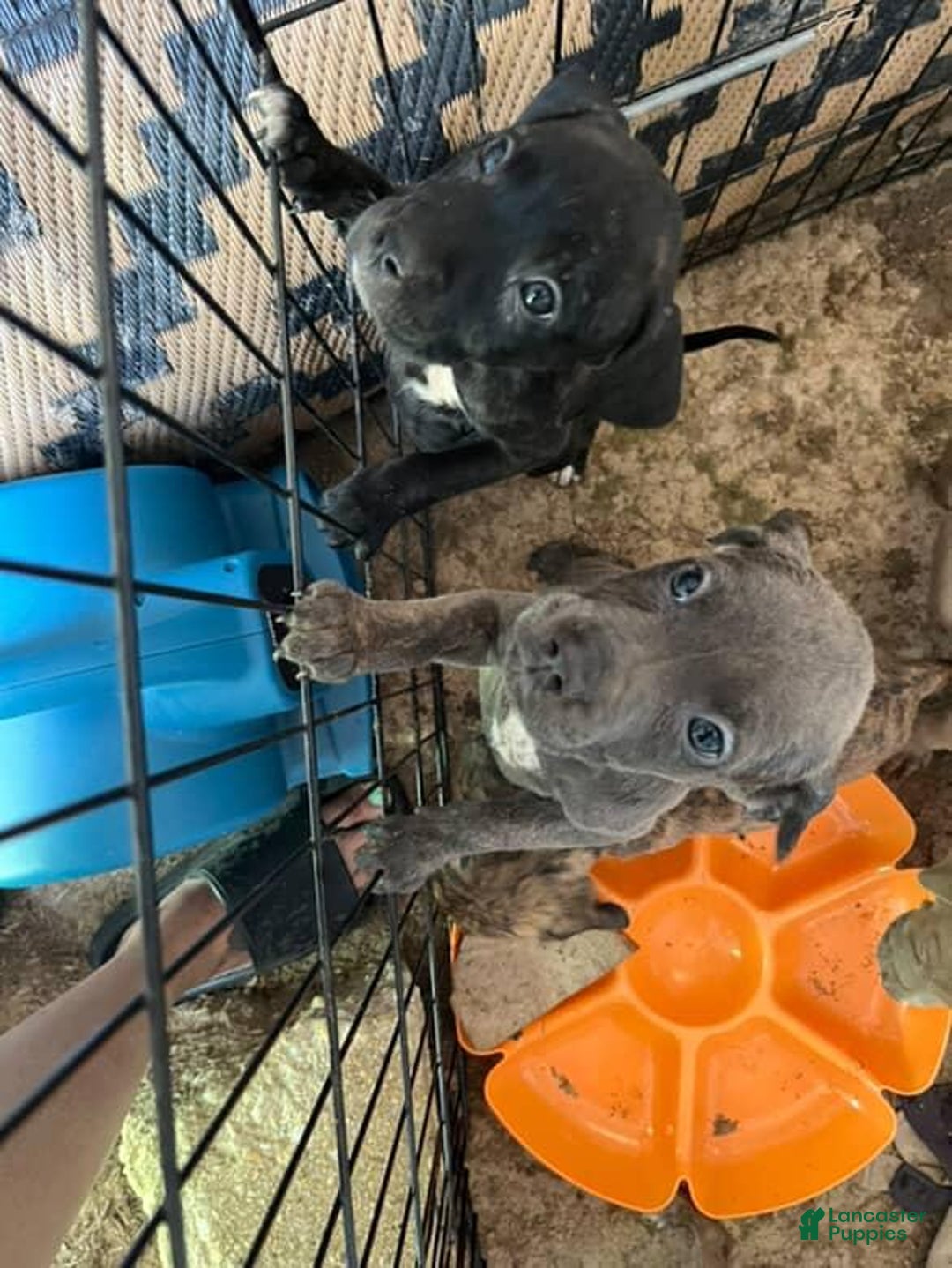 Cane Corso dogs for sale: Black - Image 1