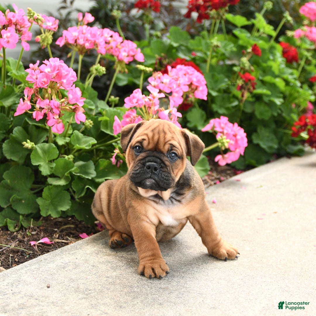 English Bulldog dogs for sale: Willow - Image 2