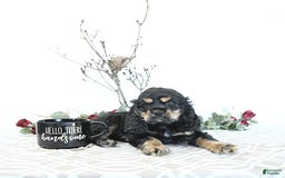 Cocker Spaniel dogs for sale: Banjo - Image 12