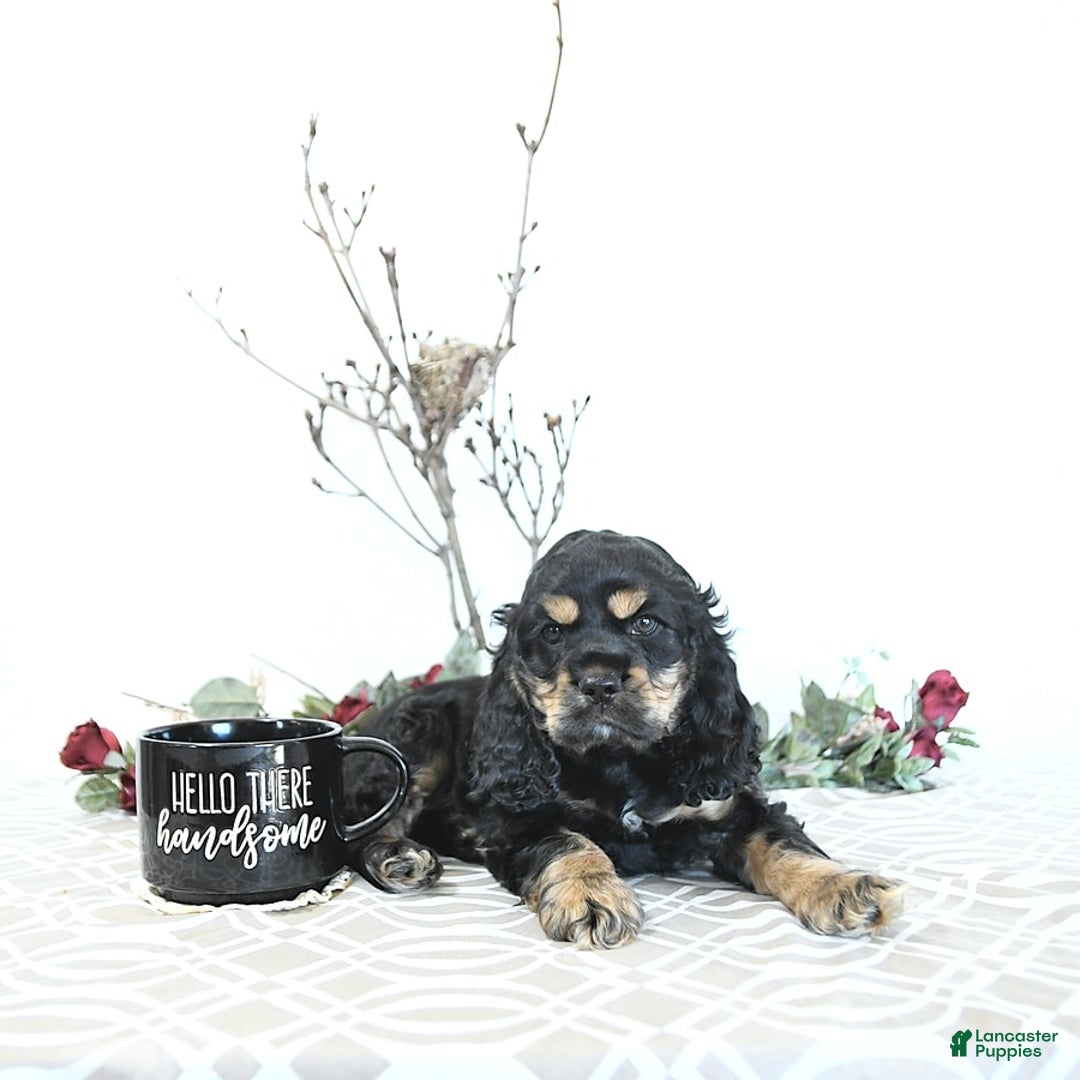 Cocker Spaniel dogs for sale: Banjo - Image 12