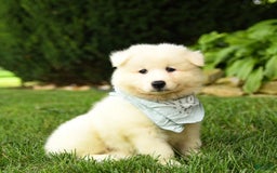 Samoyed dogs for sale: Liam - Image 5