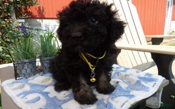Aussiedoodle dogs for sale: Marcy - Image 1
