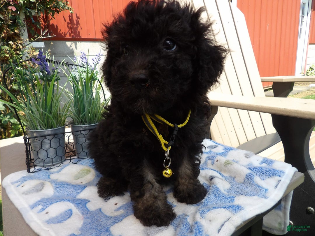 Aussiedoodle dogs for sale: Marcy - Image 1