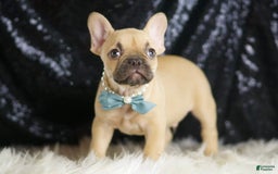 French Bulldog dogs for sale: Denali - Image 5