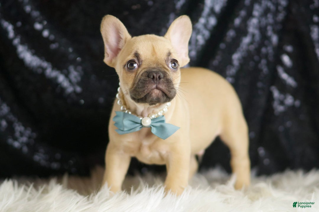 French Bulldog dogs for sale: Denali - Image 5